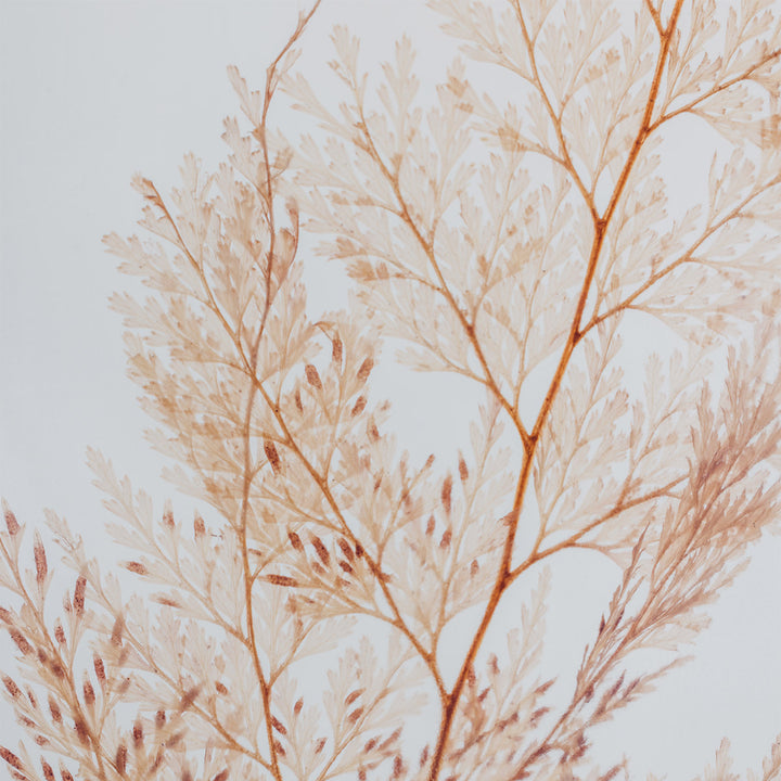 L'Herbarium de Théophile – Fougère Flocon blush – Plante immergée