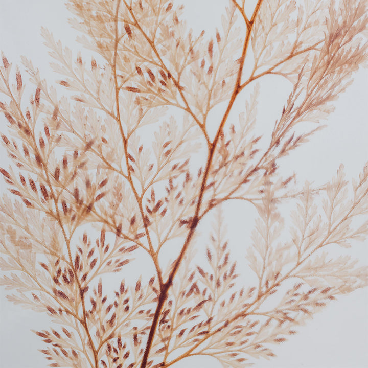 L'Herbarium de Théophile – Fougère Flocon blush – Plante immergée