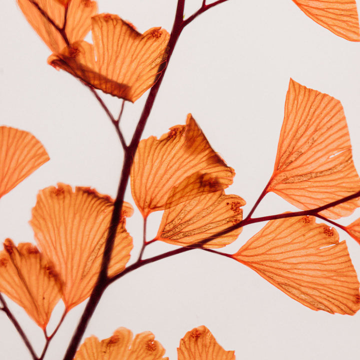 L'Herbarium de Théophile - Fougère Luthi terracotta - Plante immergée