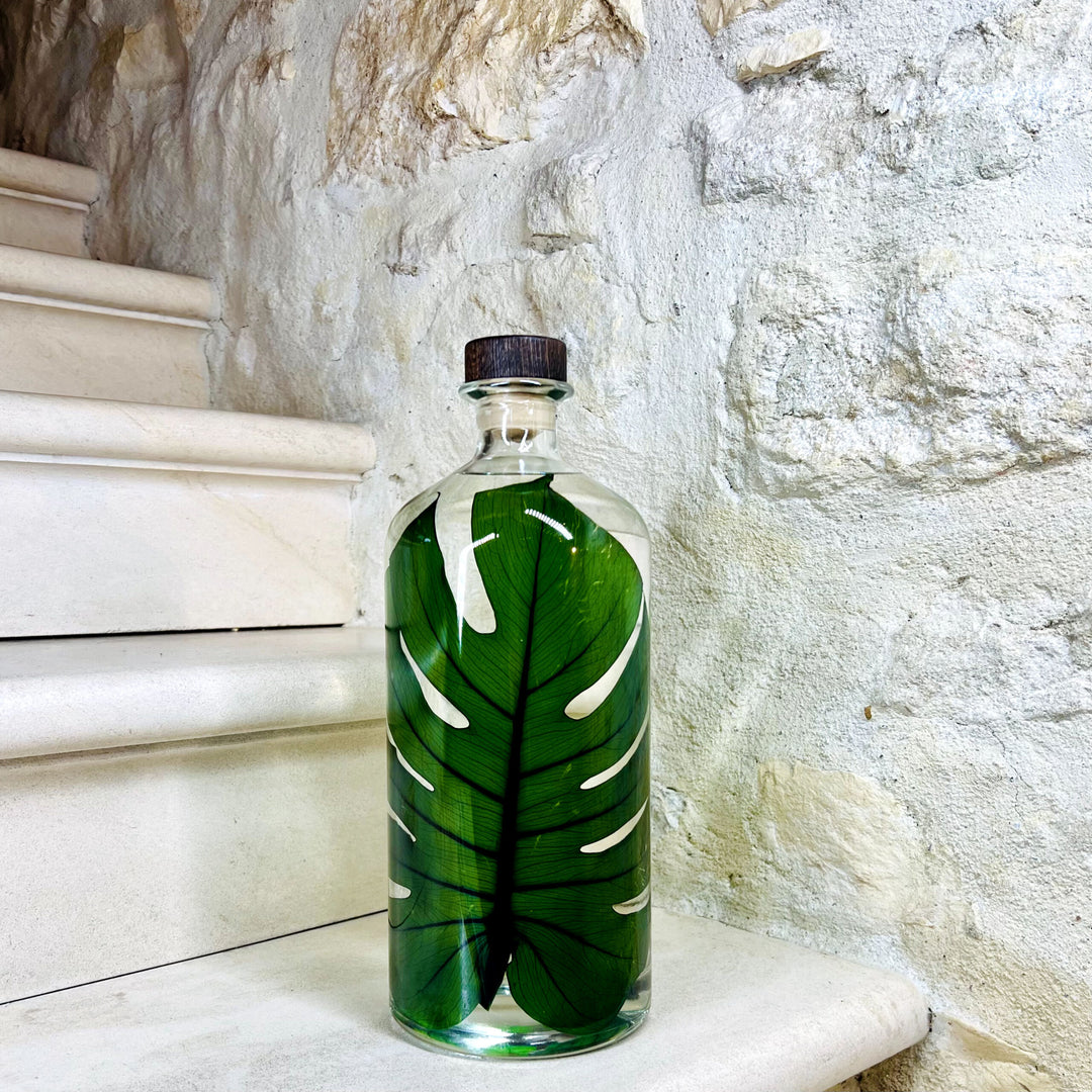 L'Herbarium de Théophile – Format XL Monstera 3 Litres - Plante immergée