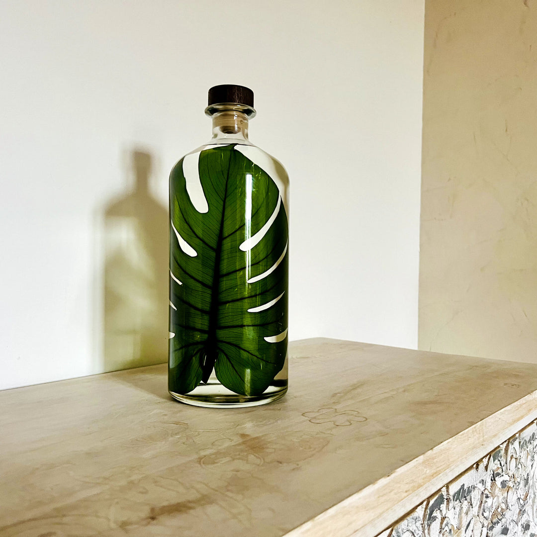 L'Herbarium de Théophile – Format XL Monstera 3 Litres - Plante immergée