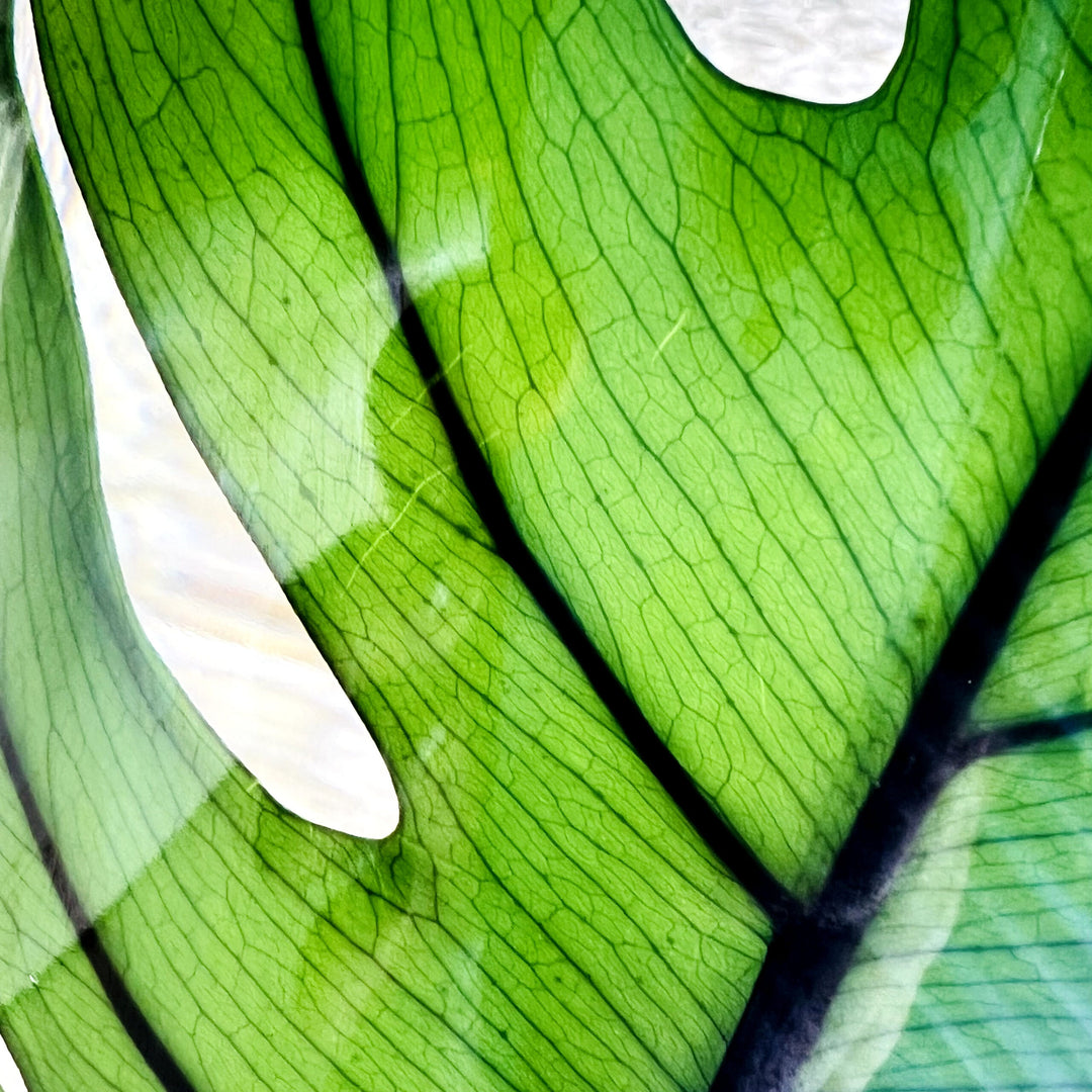 L'Herbarium de Théophile – Format XL Monstera 3 Litres - Plante immergée