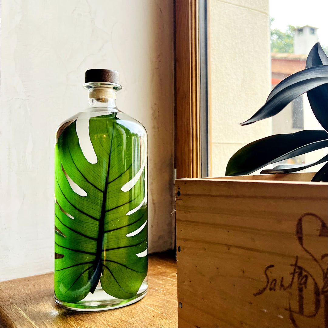 L'Herbarium de Théophile – Format XL Monstera 3 Litres - Plante immergée