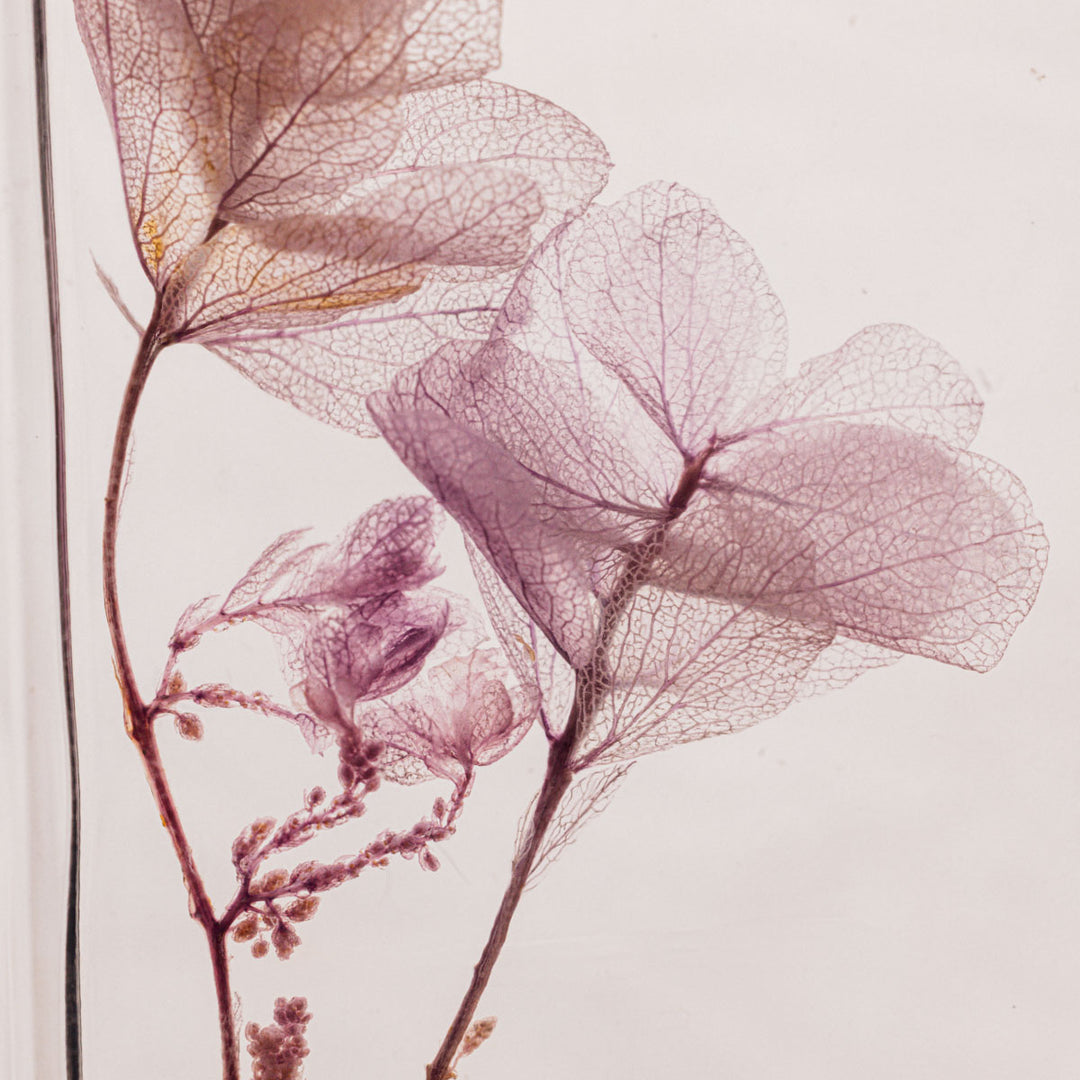 L'Herbarium de Théophile – Hortensia Feuille de chêne Lilas – Fleur immergée Plantes immergées Théophile Berthon