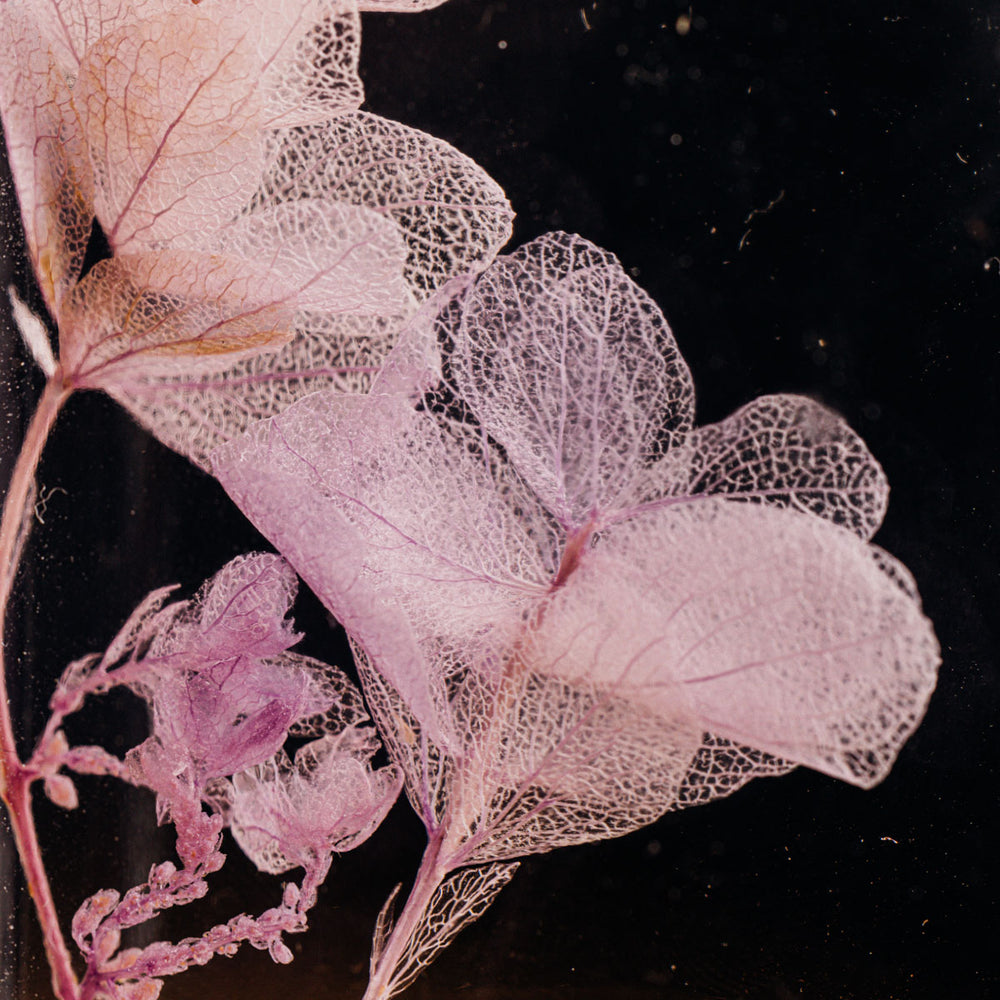 L'Herbarium de Théophile – Hortensia Feuille de chêne Lilas – Fleur immergée Plantes immergées Théophile Berthon