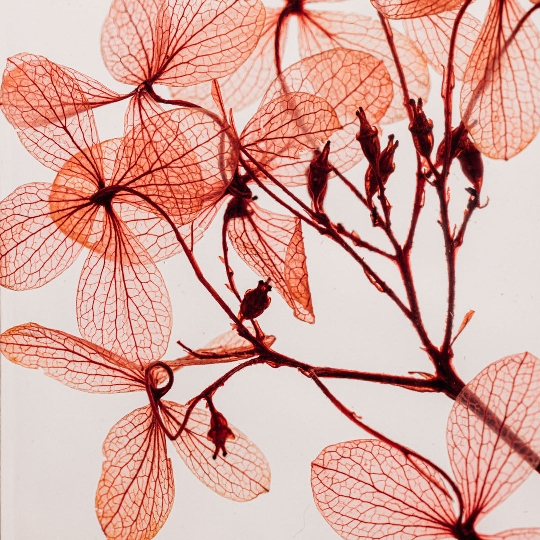 L'Herbarium de Théophile – Hortensia Peegee Rouge tendre - Fleur immergée