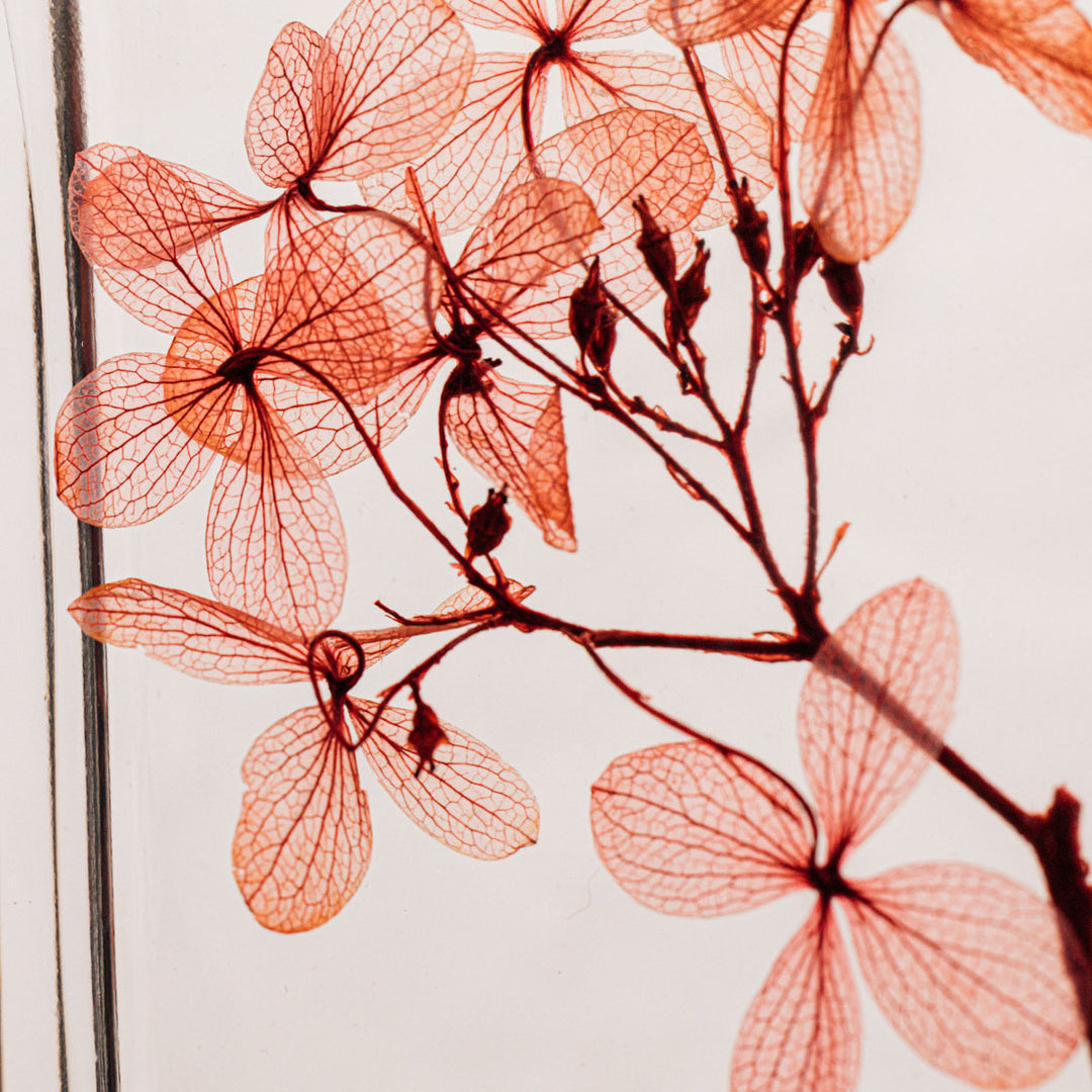 L'Herbarium de Théophile – Hortensia Peegee Rouge tendre - Fleur immergée