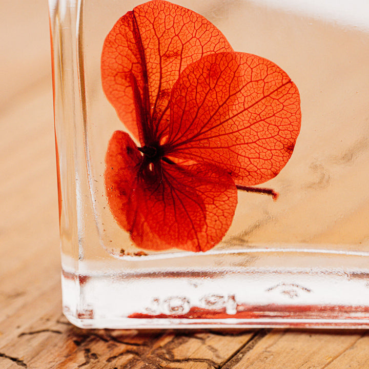 L'Herbarium de Théophile – Hortensia Rouge passion - Fleur immergée