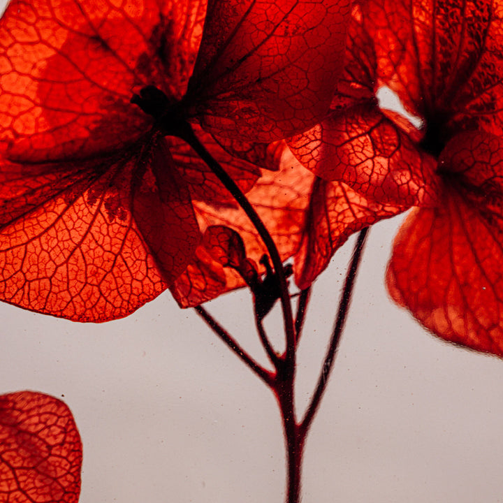 L'Herbarium de Théophile – Tour Eiffel Paris 2024 Rouge– Série Limitée