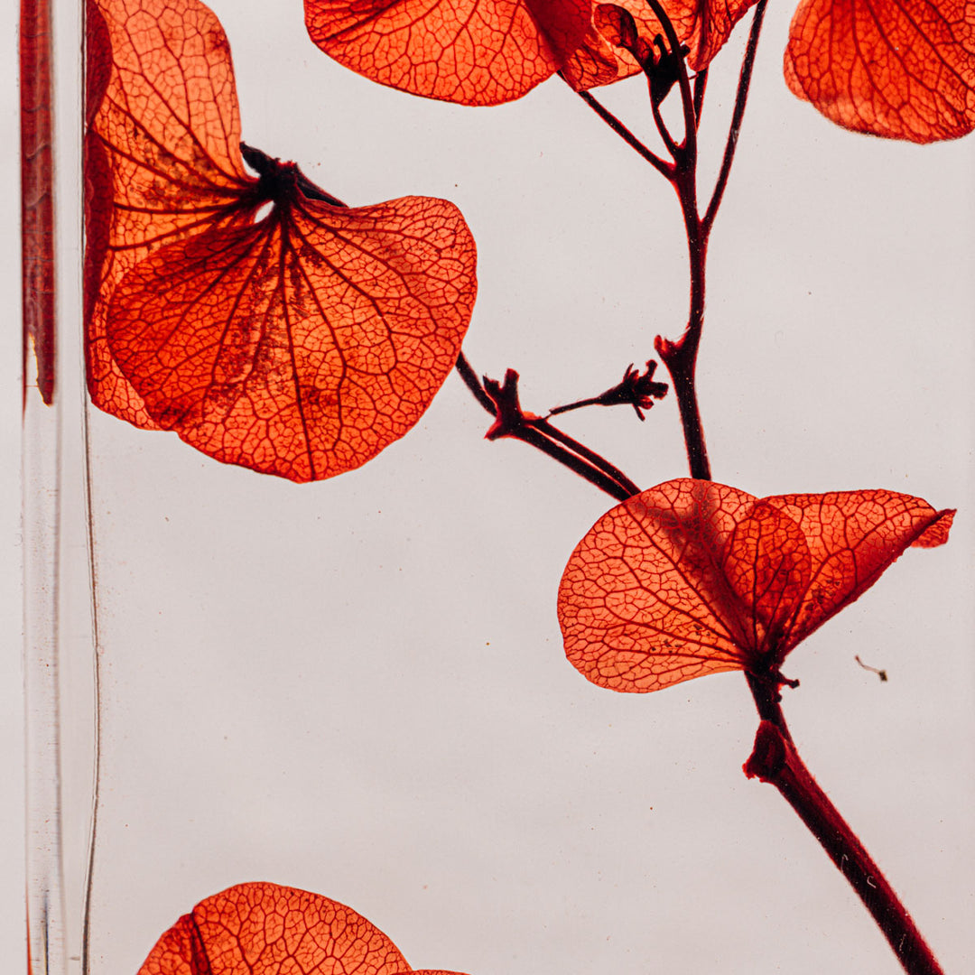 L'Herbarium de Théophile – Hortensia Rouge passion - Fleur immergée