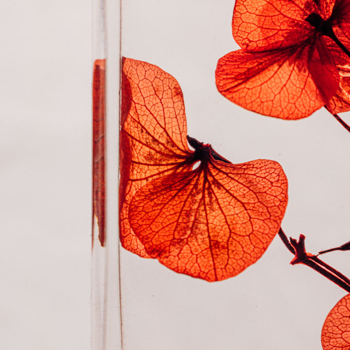 L'Herbarium de Théophile – Hortensia Rouge passion - Fleur immergée