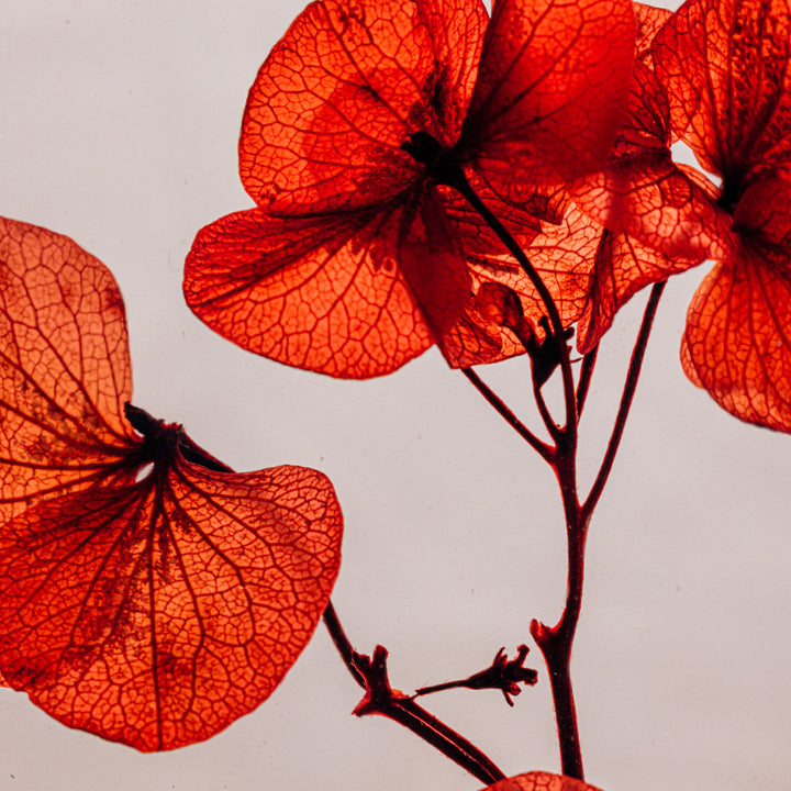 L'Herbarium de Théophile – Hortensia Rouge passion - Fleur immergée