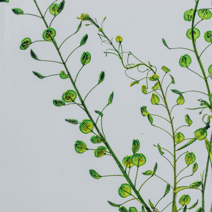 L'Herbarium de Théophile – Lepidium vert – Plante immergée