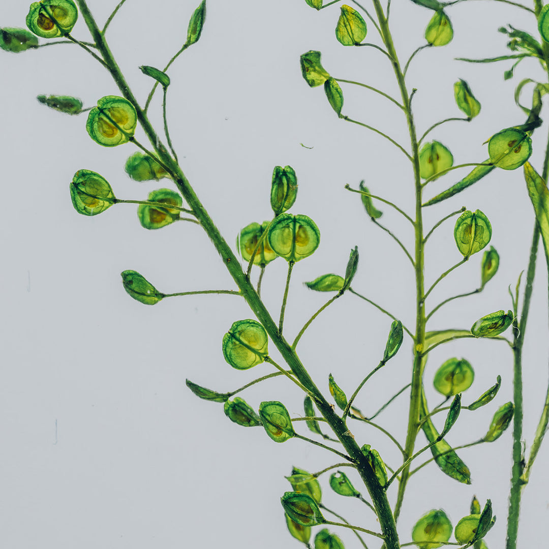 L'Herbarium de Théophile – Lepidium vert – Plante immergée