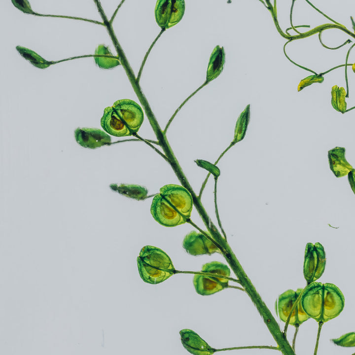 L'Herbarium de Théophile – Lepidium vert – Plante immergée