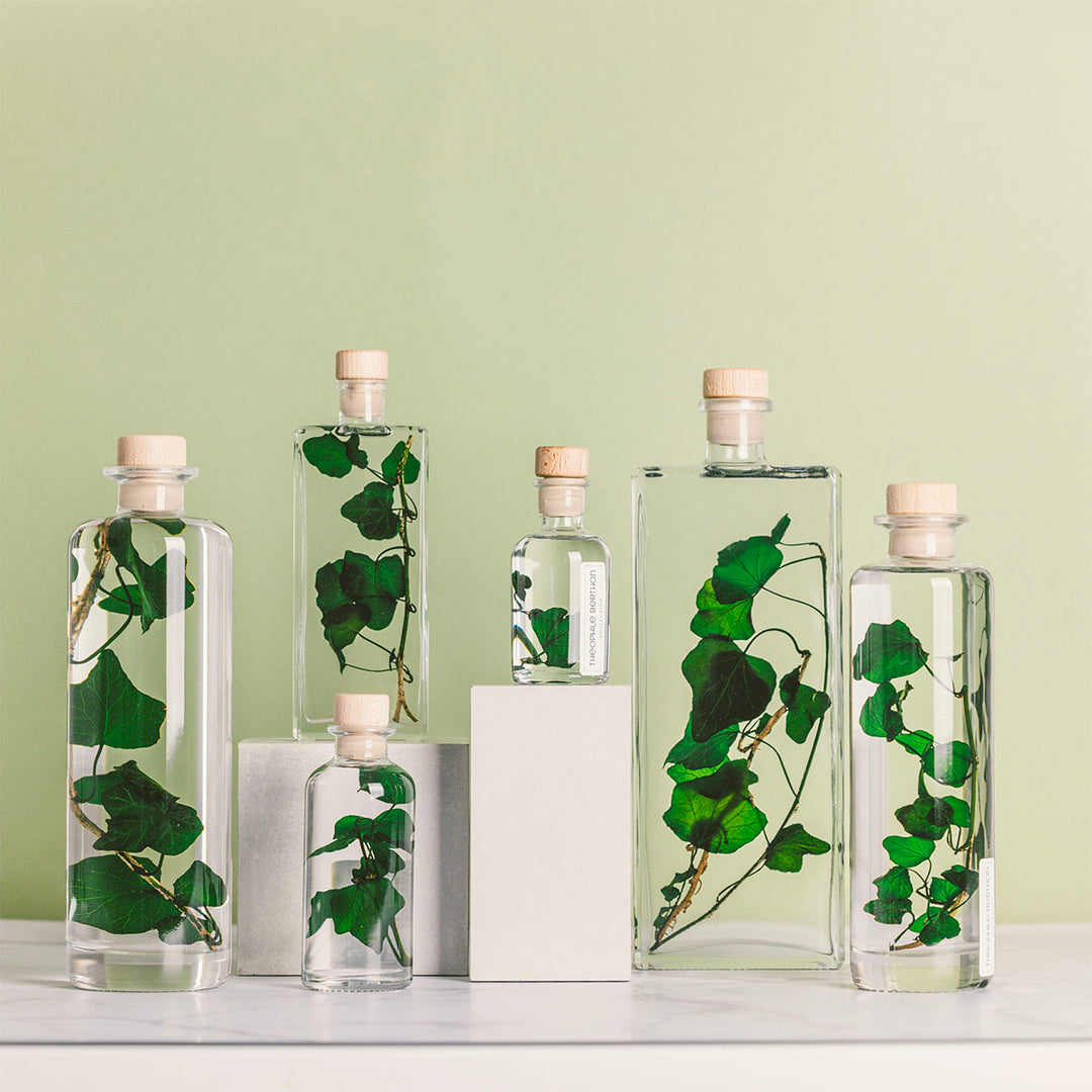 L'Herbarium de Théophile – Lierre Hélix – Plante immergée Plantes immergées Théophile Berthon