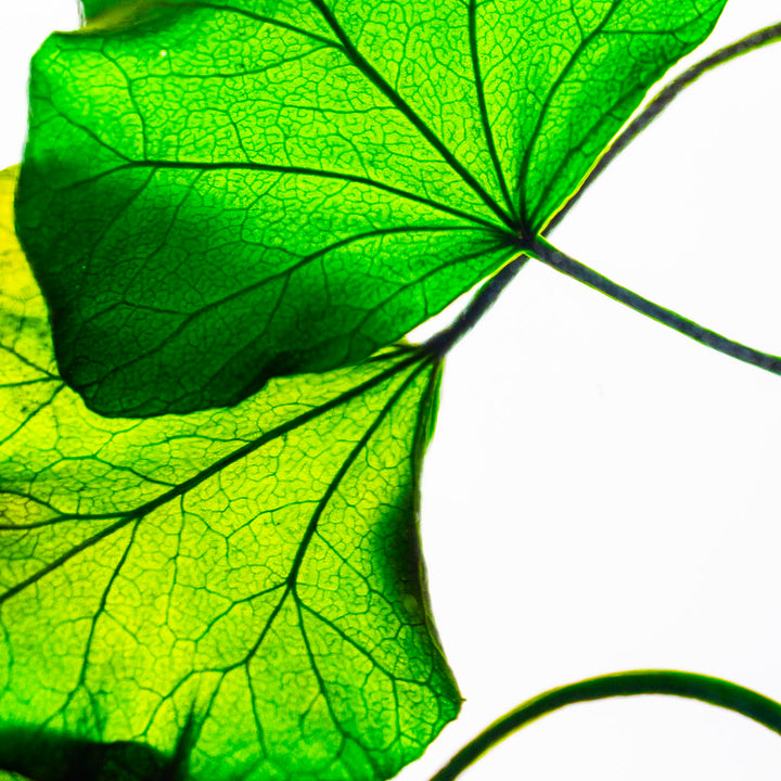 L'Herbarium de Théophile – Lierre Hélix – Plante immergée Plantes immergées Théophile Berthon