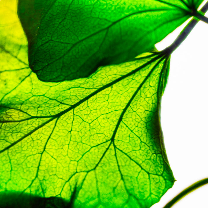 L'Herbarium de Théophile – Lierre Hélix – Plante immergée Plantes immergées Théophile Berthon