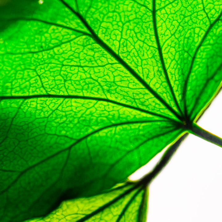 L'Herbarium de Théophile – Lierre Hélix – Plante immergée Plantes immergées Théophile Berthon