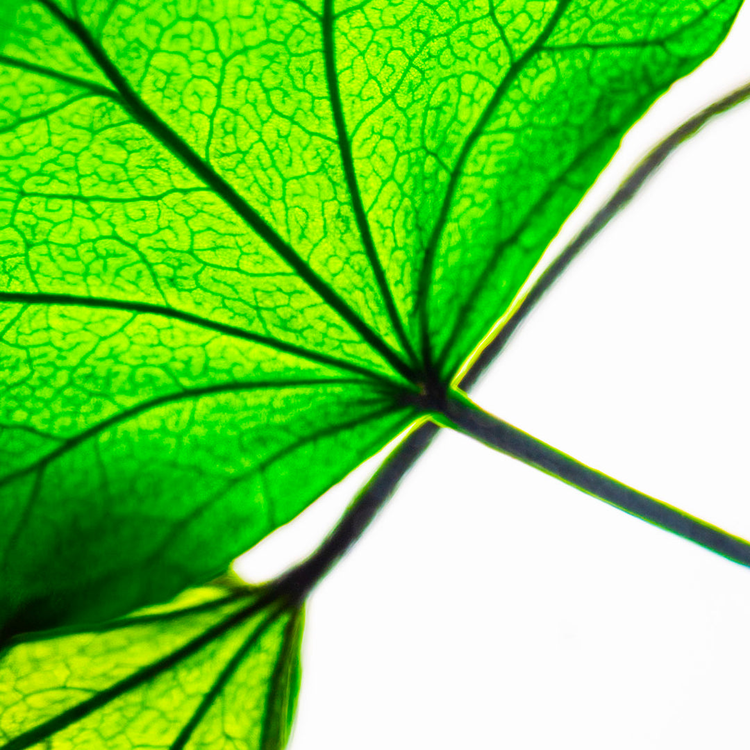 L'Herbarium de Théophile – Lierre Hélix – Plante immergée Plantes immergées Théophile Berthon