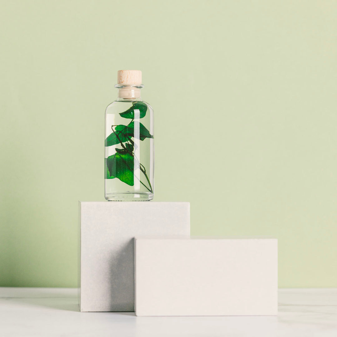 L'Herbarium de Théophile – Lierre Hélix – Plante immergée Plantes immergées Théophile Berthon