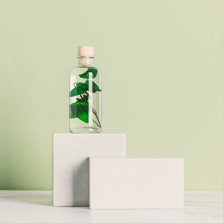 L'Herbarium de Théophile – Lierre Hélix – Plante immergée Plantes immergées Théophile Berthon