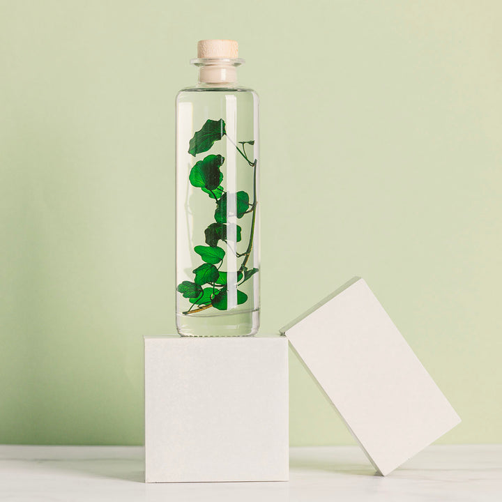 L'Herbarium de Théophile – Lierre Hélix – Plante immergée Plantes immergées Théophile Berthon