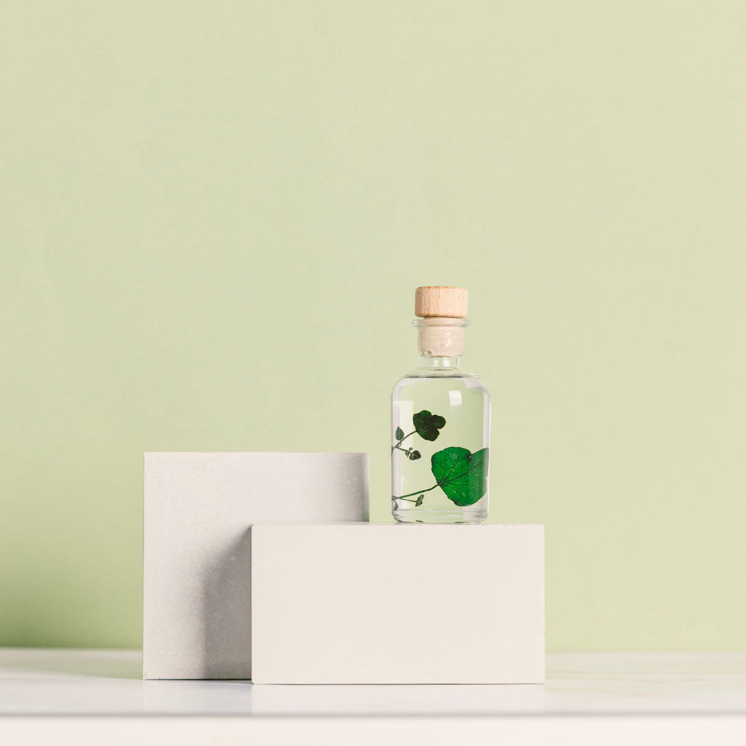 L'Herbarium de Théophile – Lierre Hélix – Plante immergée Plantes immergées Théophile Berthon