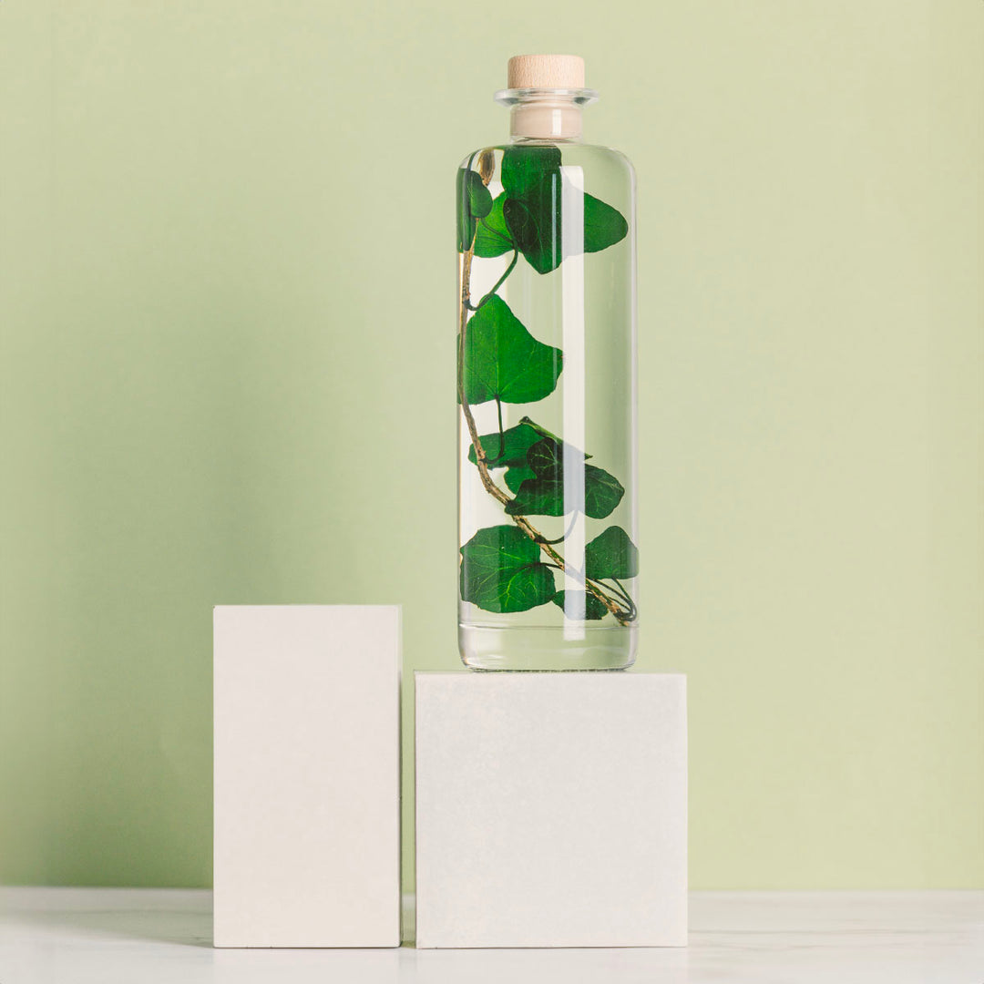 L'Herbarium de Théophile – Lierre Hélix – Plante immergée Plantes immergées Théophile Berthon