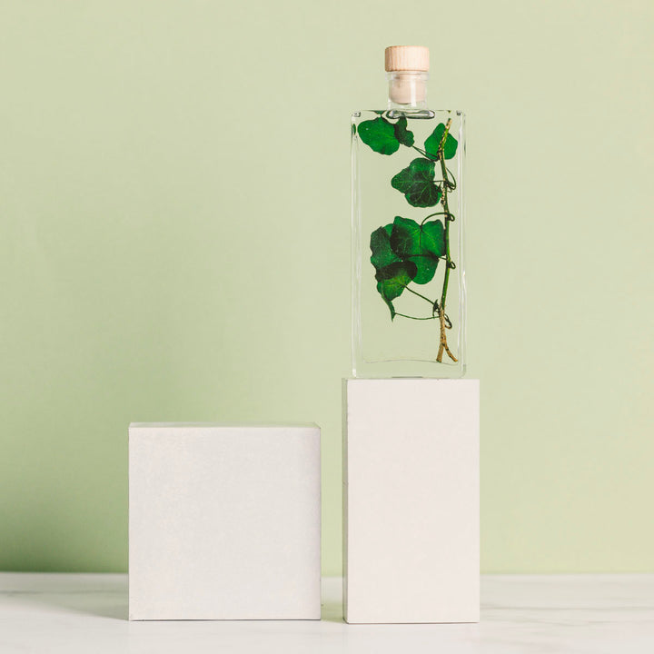 L'Herbarium de Théophile – Lierre Hélix – Plante immergée Plantes immergées Théophile Berthon