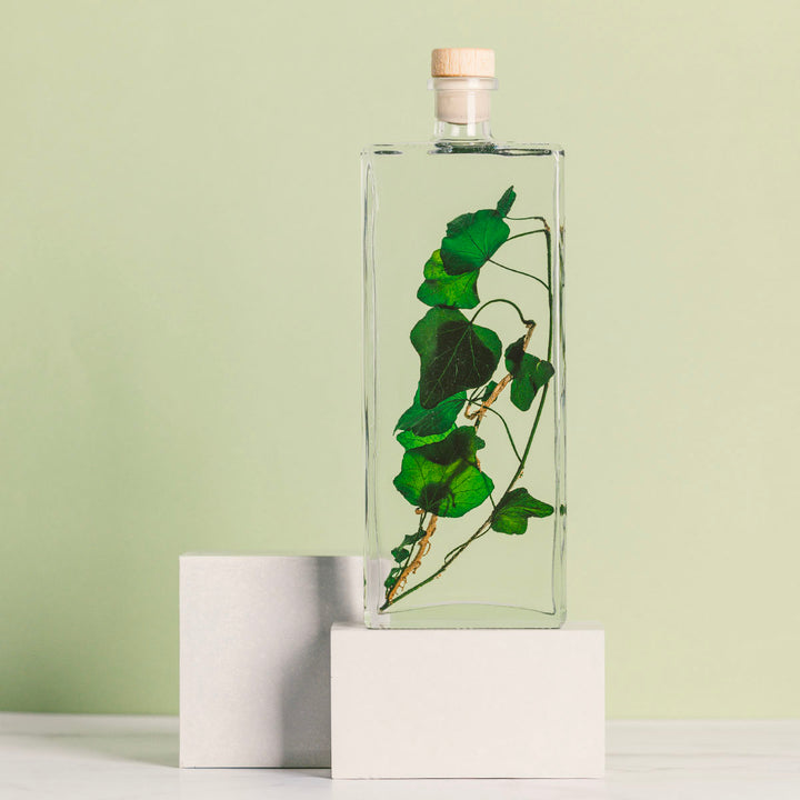 L'Herbarium de Théophile – Lierre Hélix – Plante immergée Plantes immergées Théophile Berthon