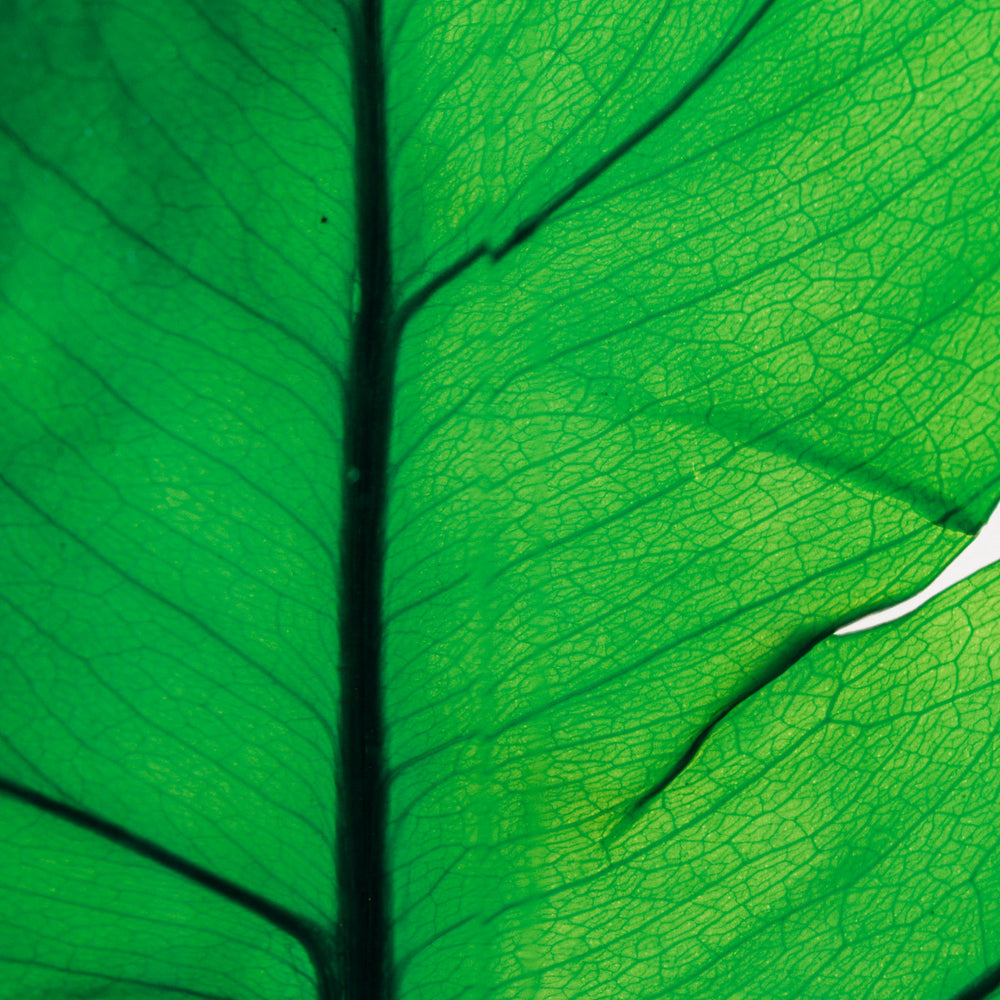 L'Herbarium de Théophile – Format XL Monstera 3 Litres - Plante immergée Plantes immergées Théophile Berthon