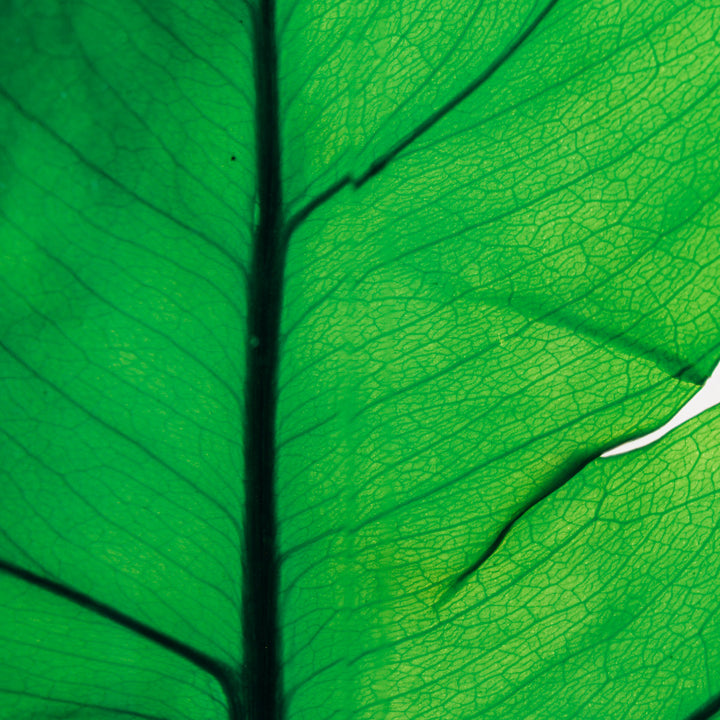 L'Herbarium de Théophile – Format XL Monstera 3 Litres - Plante immergée Plantes immergées Théophile Berthon