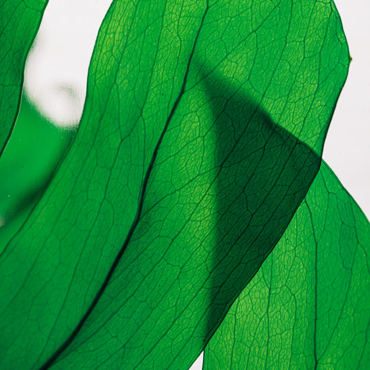 L'Herbarium de Théophile – Format XL Monstera 3 Litres - Plante immergée Plantes immergées Théophile Berthon