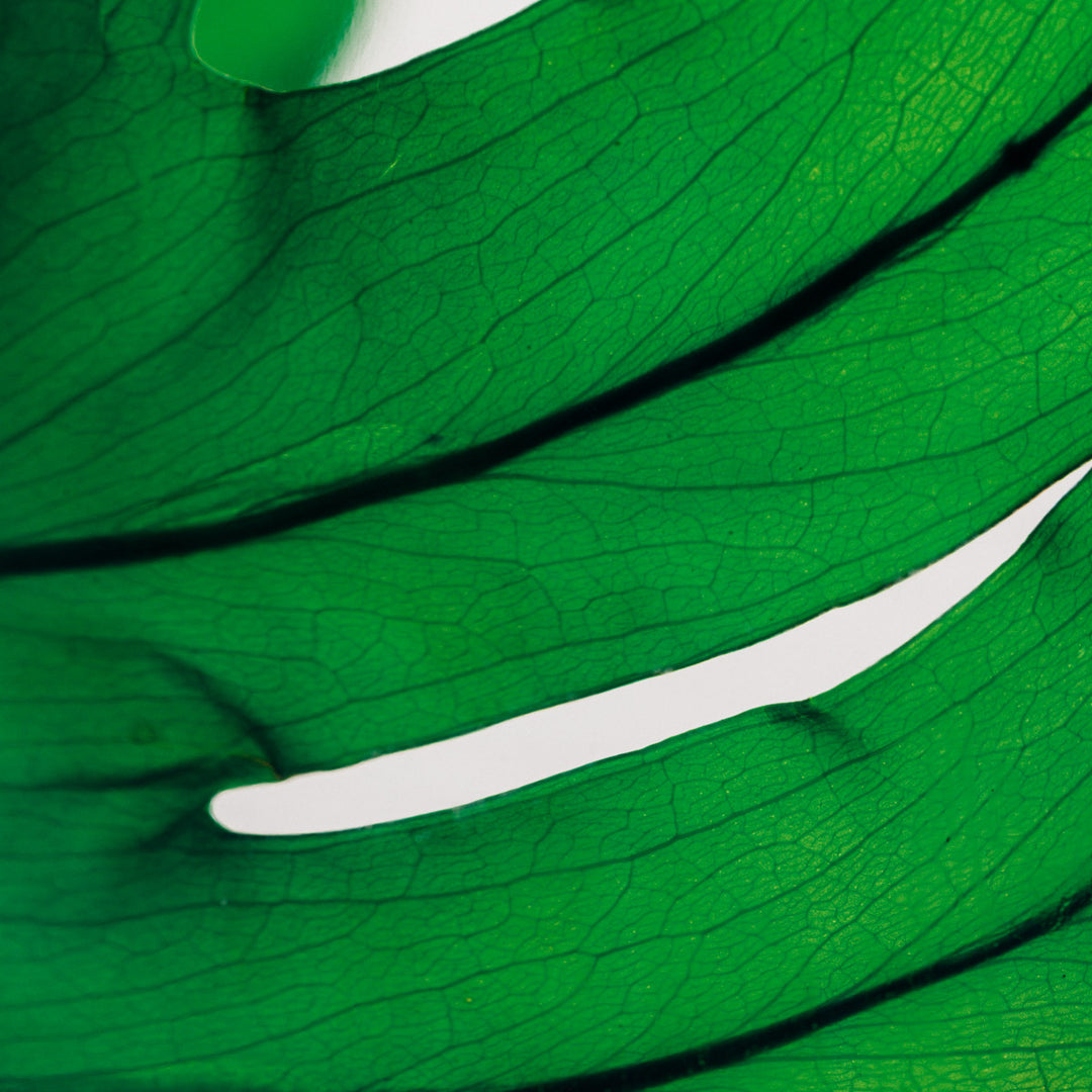 L'Herbarium de Théophile – Format XL Monstera 3 Litres - Plante immergée Plantes immergées Théophile Berthon