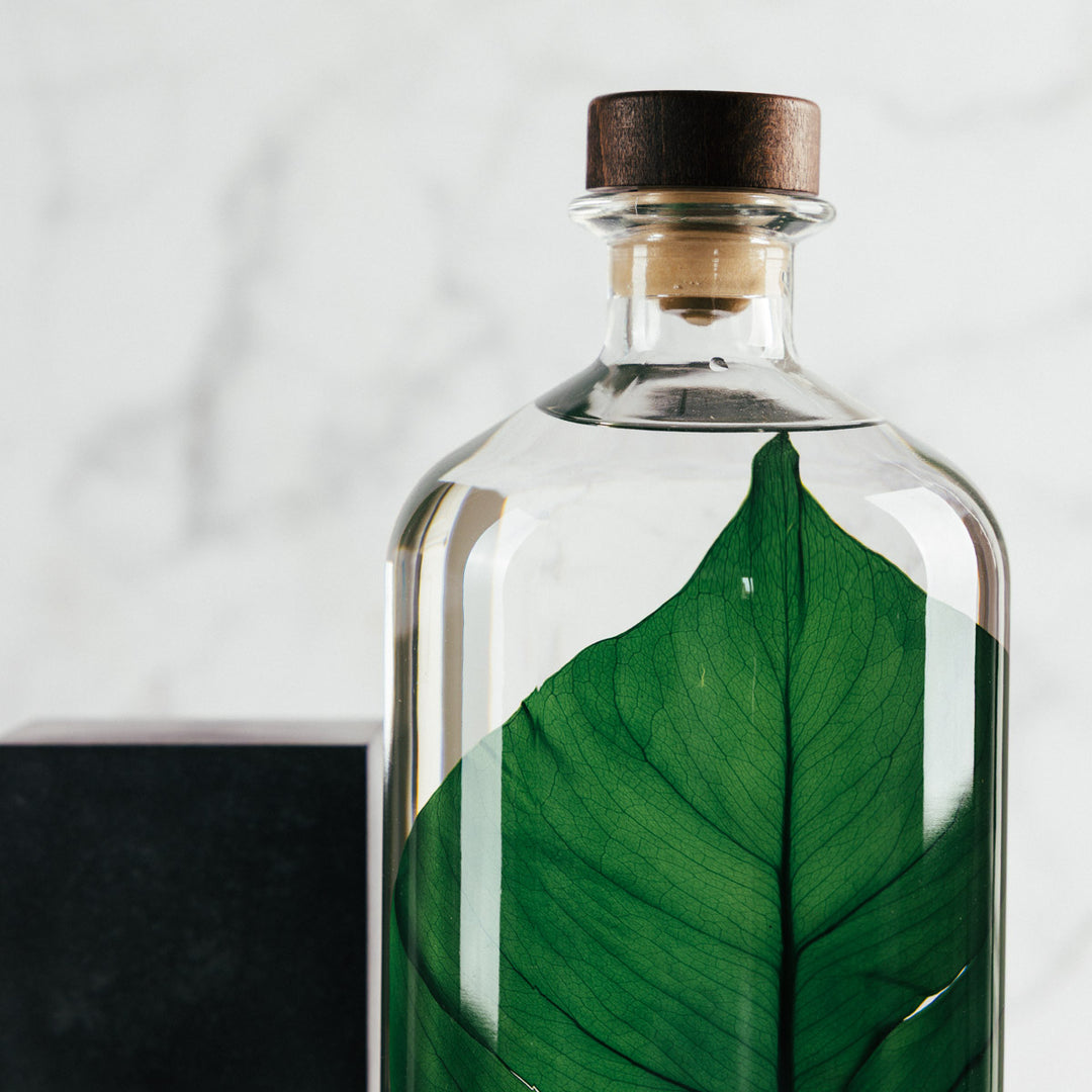 L'Herbarium de Théophile – Format XL Monstera 3 Litres - Plante immergée Plantes immergées Théophile Berthon