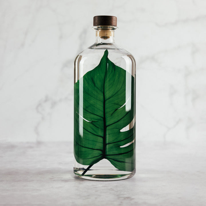 L'Herbarium de Théophile – Format XL Monstera 3 Litres - Plante immergée Plantes immergées Théophile Berthon