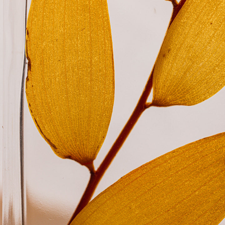 L'Herbarium de Théophile – Ruscus Automnal – Plante immergée