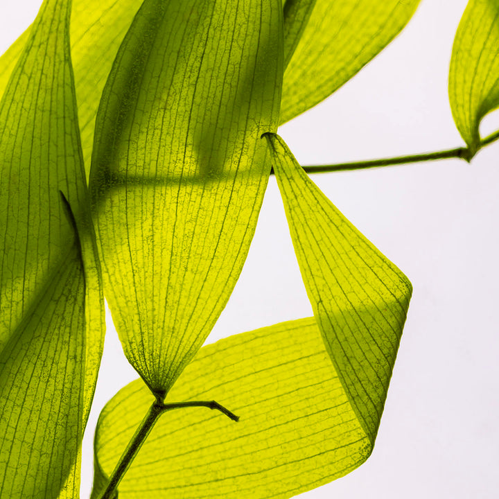 L'Herbarium de Théophile – Ruscus Italien – Plante immergée