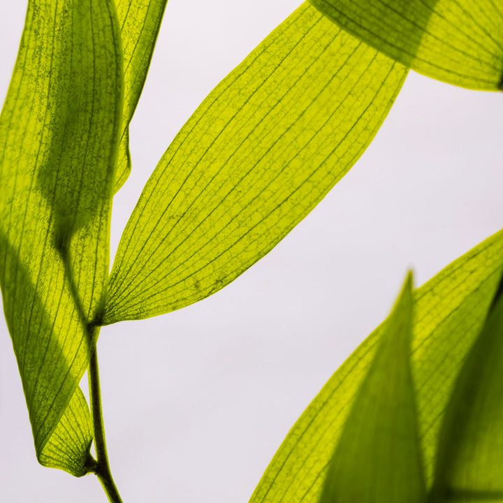 L'Herbarium de Théophile – Ruscus Italien – Plante immergée