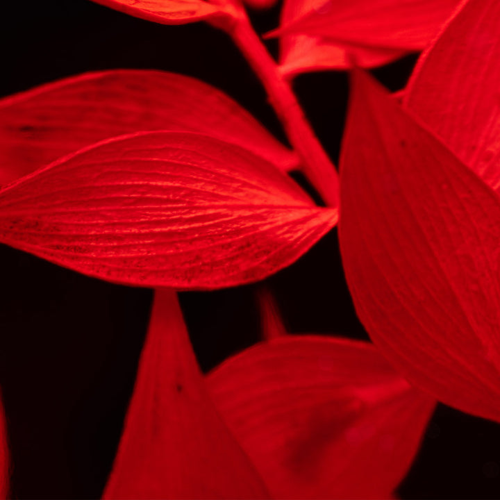 L'Herbarium de Théophile – Ruscus rouge – Plante immergée