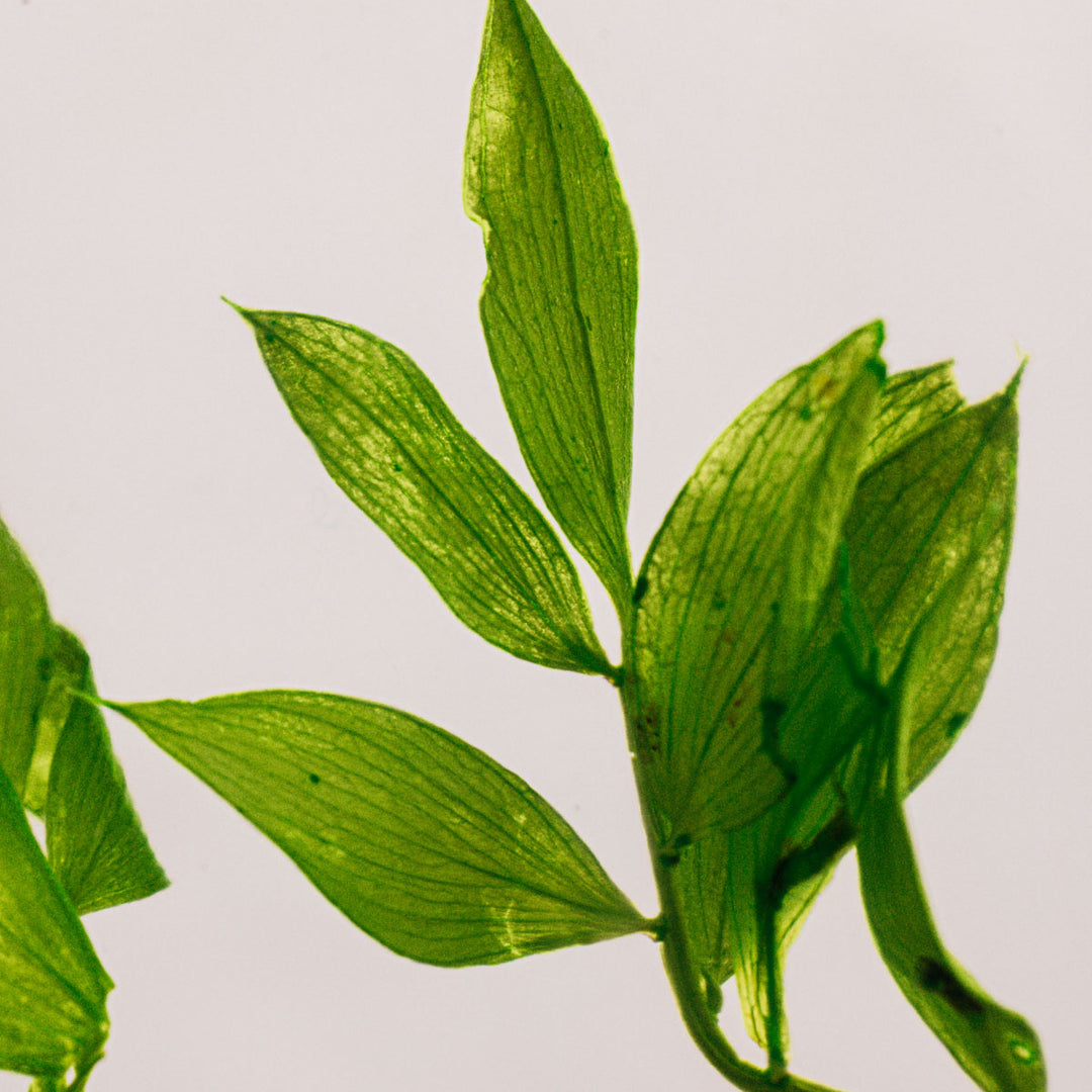 L'Herbarium de Théophile – Ruscus vert acidulé– Plante immergée