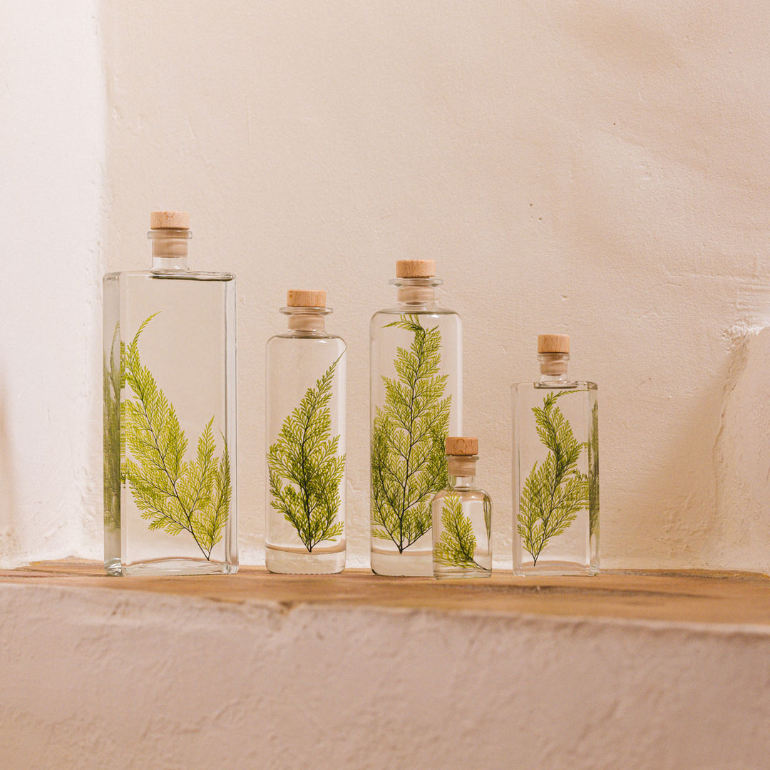 L'Herbarium de Théophile – Fougère Tabalia verte – Plante immergée