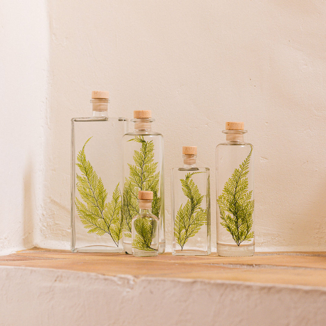 L'Herbarium de Théophile – Fougère Tabalia verte – Plante immergée