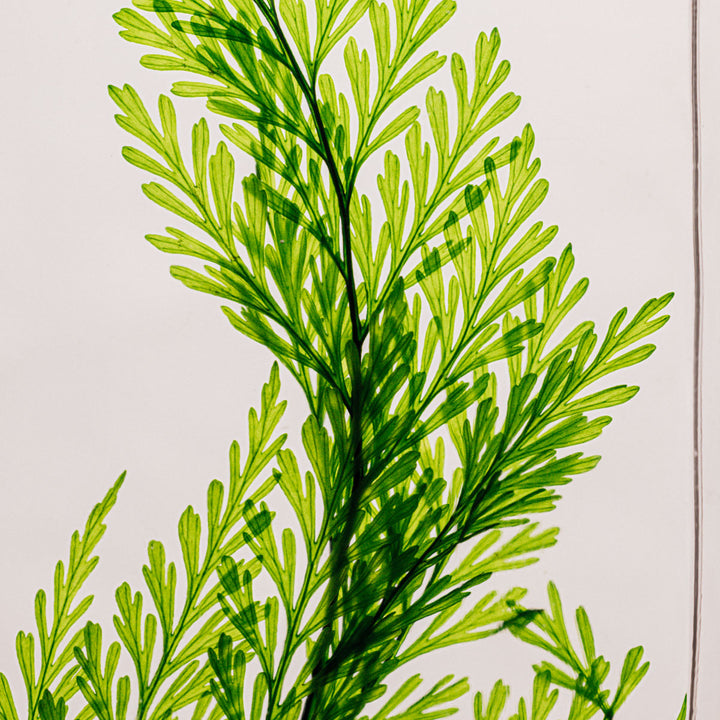 L'Herbarium de Théophile – Fougère Tabalia verte – Plante immergée