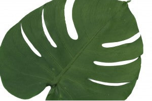 L'Herbarium de Théophile – Format XL Monstera 3 Litres - Plante immergée Plantes immergées Théophile Berthon