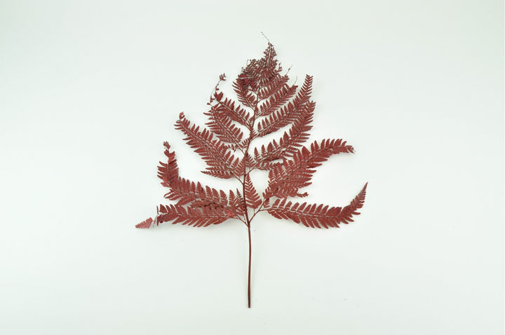 L'Herbarium de Théophile – Rumohra rouge – Plante immergée