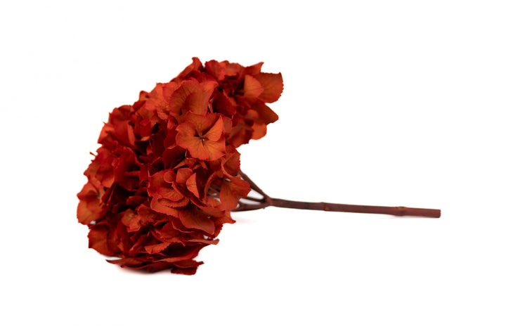 L'Herbarium de Théophile – Hortensia Rouge passion - Fleur immergée