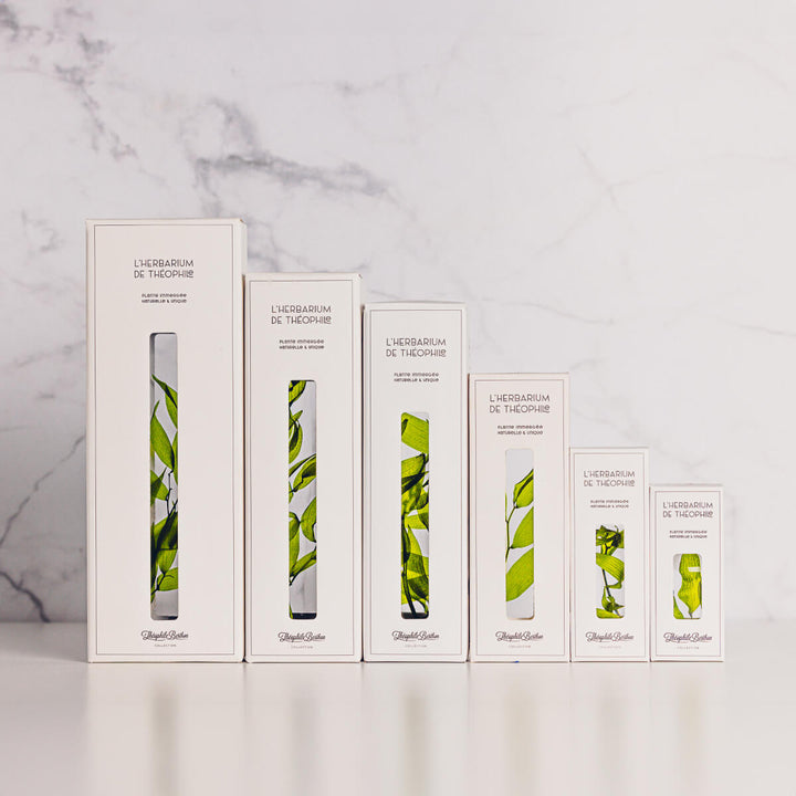 L'Herbarium de Théophile – Lierre Hélix – Plante immergée Plantes immergées Théophile Berthon