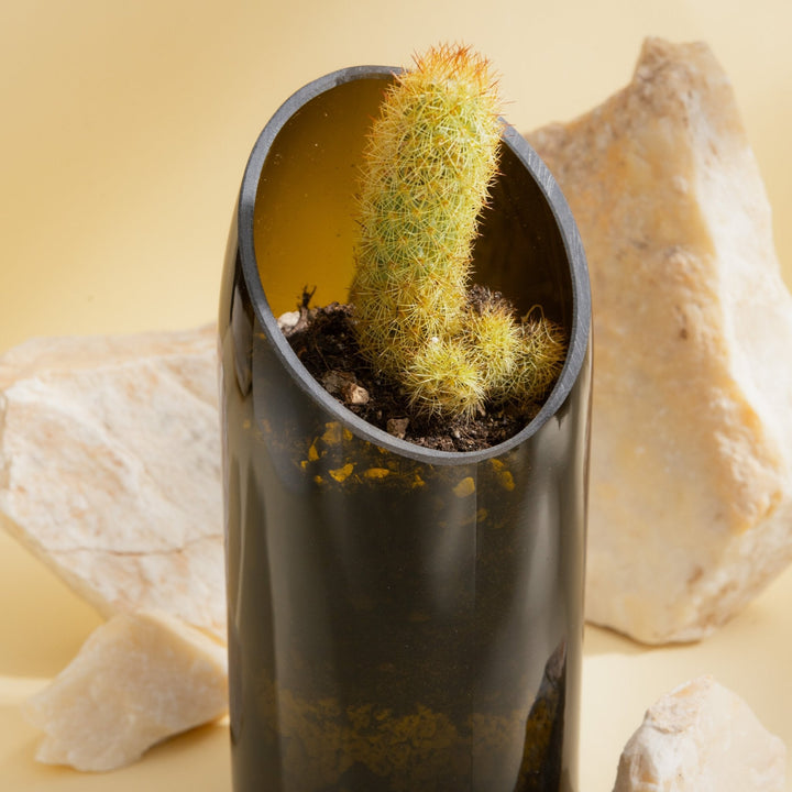 Plante succulente dans un vase en verre | Bouteille de prosecco recyclée